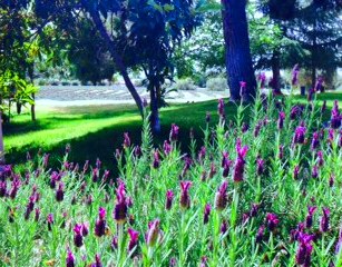 Lavender at the Highland Springs Resort & Lavender Festival