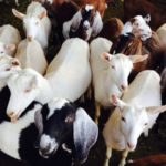 Drake Family Farms Goat's