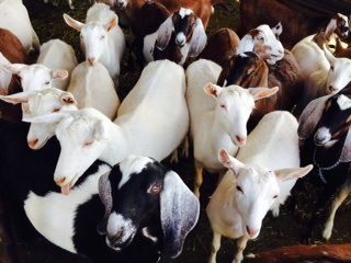 Drake Family Goat Farm