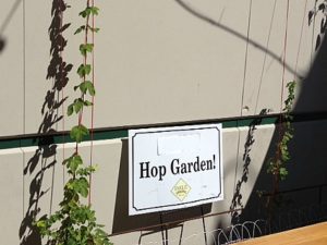 Their patio Hop Garden