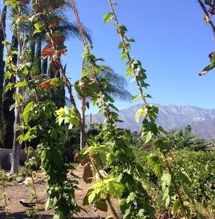 PODCAST, Fahey Farms Hopiary, Hamilton Family Brewery and Pop-up Tasting Teaser, Rancho Cucamonga