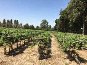 Tacama uses some ancient varietals of grapes: Quebranta, Albilla, Torontel, Muscatel, Italia