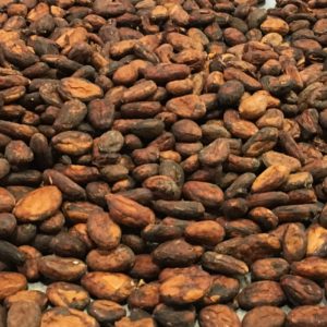 Sorting through the fermented cacao beans 