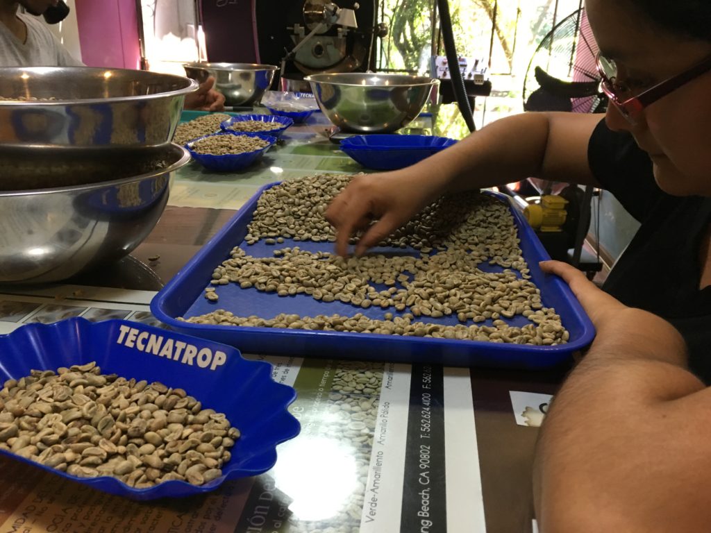Sorting out the coffee beans