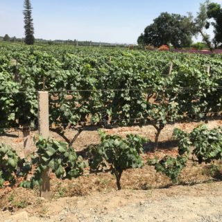 PODCAST: Tacama Vineyard and Pisco Distillery: Ica, Peru