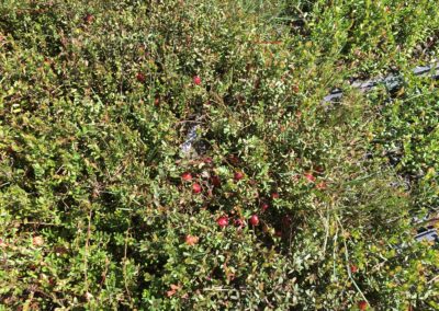 Yellow Point Cranberry Farm